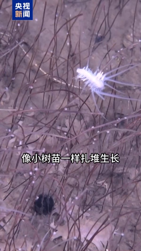 配资官网平台 全释硬科技丨海底万米藏“生命绿洲” “深渊居民”靠什么存活？